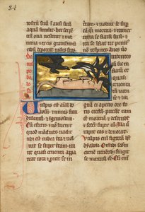 Oiseaux sur un renard mort